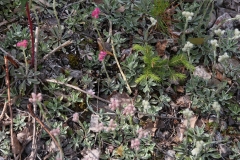2012-06-30 Gröntjärn 045